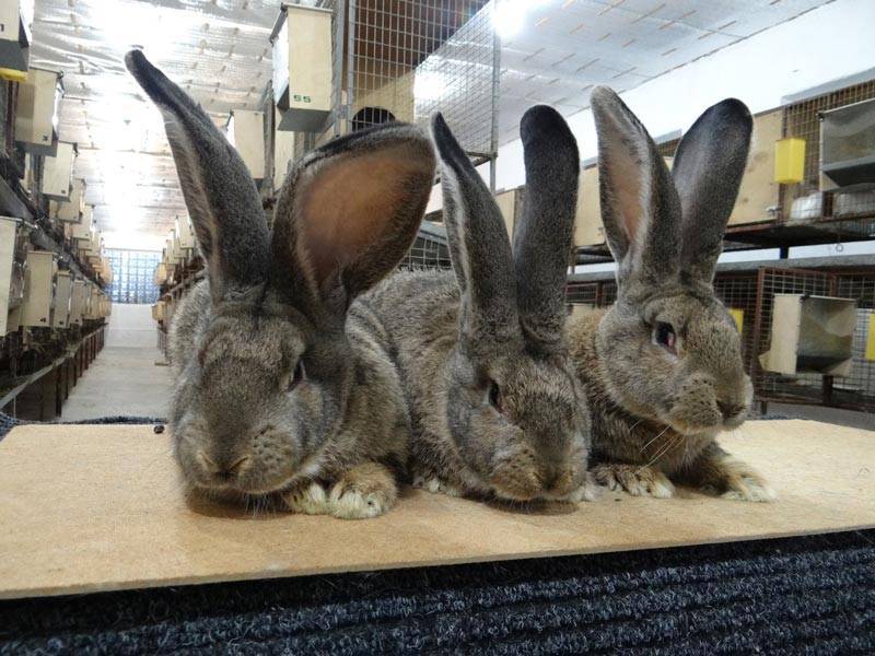 Кролики фландр: описание породы, фото, характеристика, отзывы