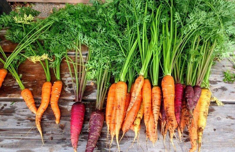 Фиолетовая морковь полезные свойства описание и особенности выращивания с фото