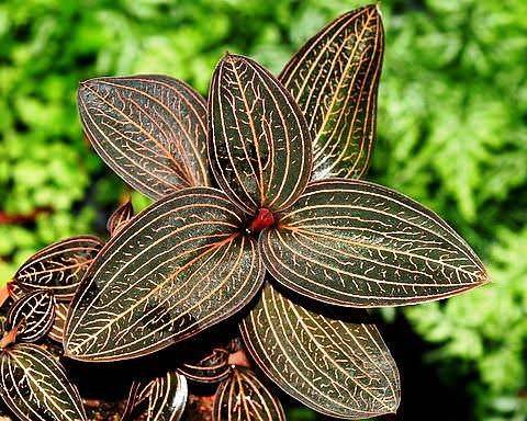 Драгоценная орхидея лудизия - виды и уход за ней в домашних условиях, признаки поражения