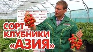 Сорт клубники азия: фото и описание, отзывы, урожайность