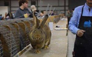 Кролики породы фландр: описание, характеристика, содержание