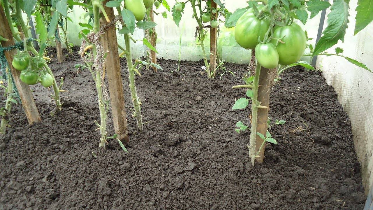 Нужно ли окучивать помидоры - советы по обработке в открытом грунте и теплицах (105 фото)