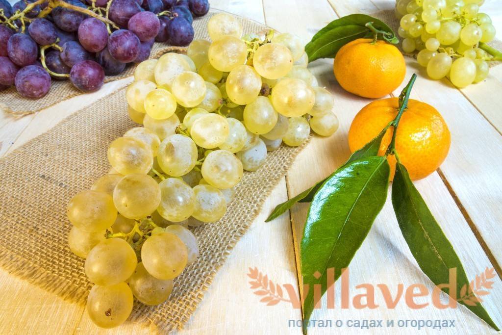 Чем полезен и вреден виноград, калорийность, применение при похудении