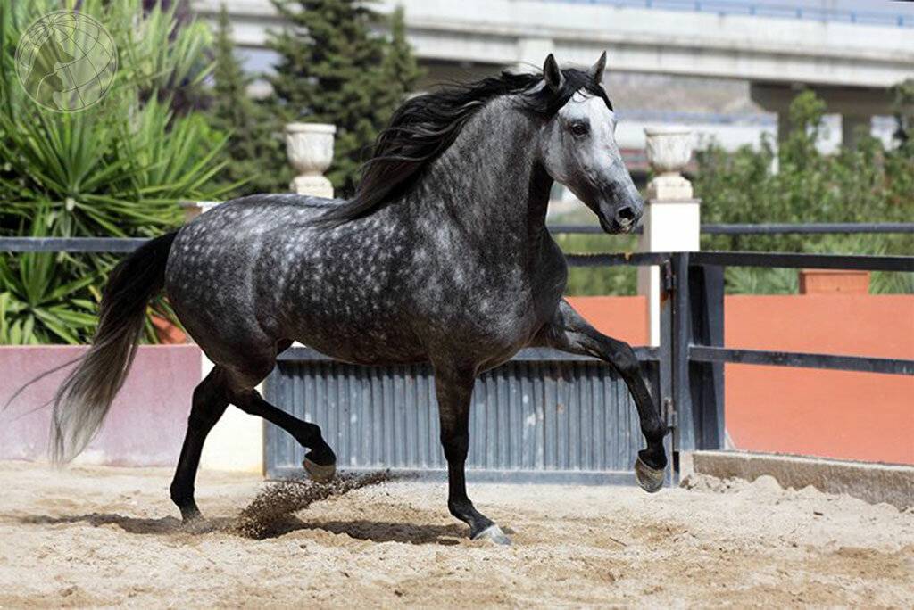 Описание лошадей андалузской породы, плюсы и минусы, как содержать и стоимость