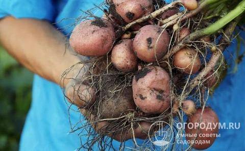 Сильвана: описание сорта картофеля, характеристики, агротехника