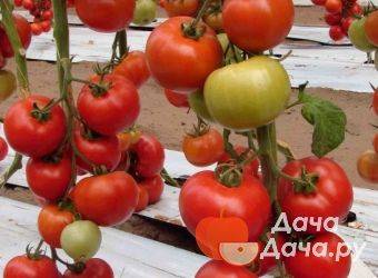 Характеристика, описание и выращивание томата бэлла роса f1