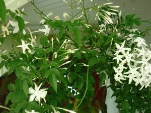 Жасмин комнатный: выращивание и уход в домашних условиях, фото цветка