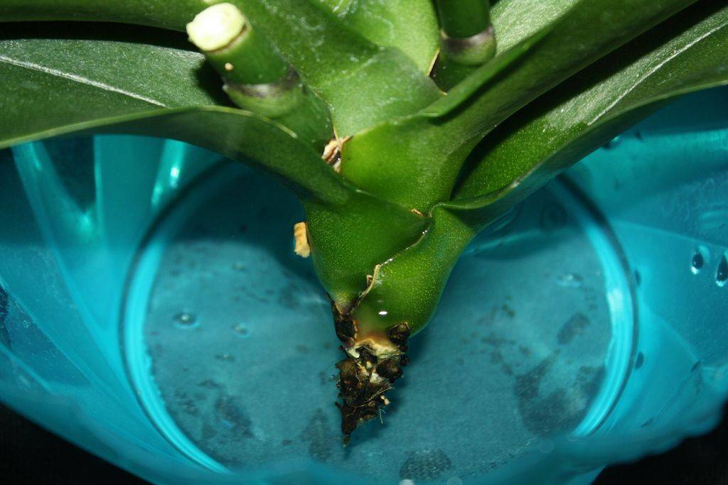 Как спасти погибающую орхидею без корней и листьев
