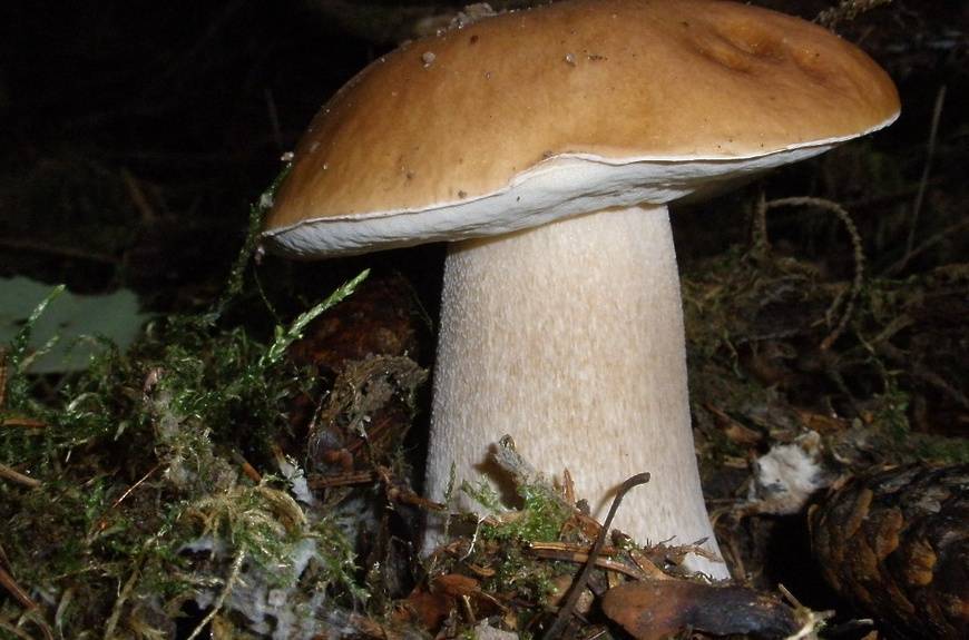 Какие съедобные грибы можно собирать в подмосковье